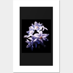 White Jonquils Posters and Art